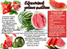 Zdravotné výhody melónu